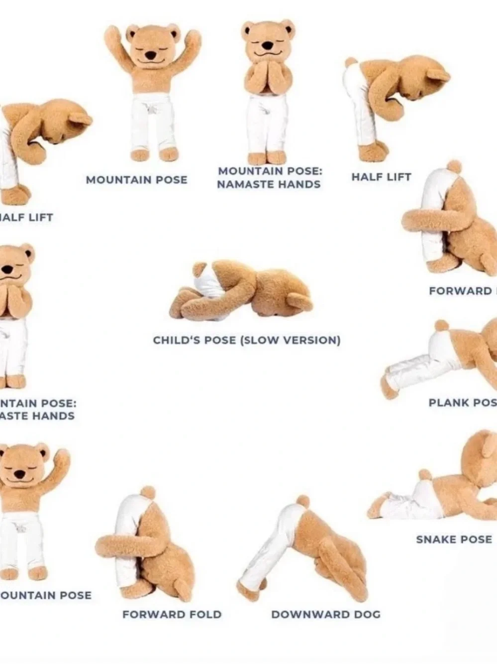 Meddy Teddy meddy teddy